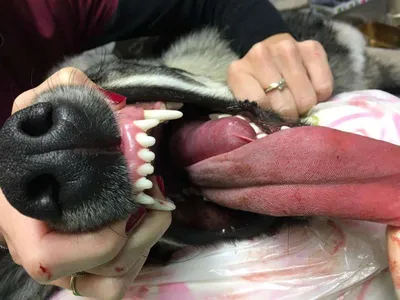 У собаки текут слюни: причины обильного слюноотделения изо рта и лечение
