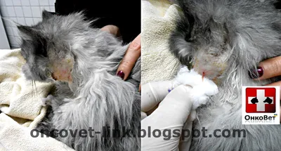 Подрезать связки собаке цена в Москве | Сколько стоит операция на удаление  подрезание голосовых связок чтобы собака не лаяла