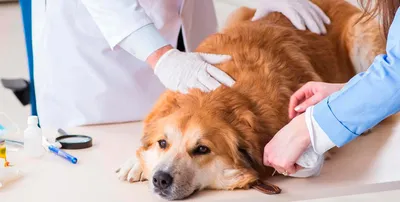 Сухой кератоконъюнктивит у собак: причины, симптомы, лечение