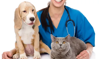 Лечение пироплазмоза (энцефалита) у Вашей собаки в ветеринарной клинике  Добрый Доктор в Москве