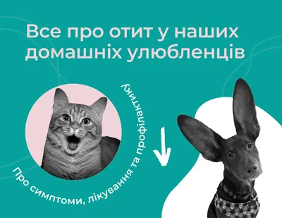 Ветеринар репродуктолог и неонатолог для животных в Москве | Клиника EVC