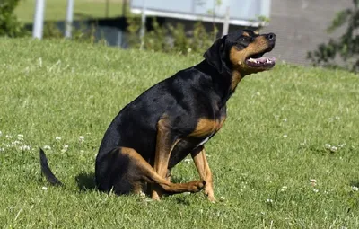 Беременность у собак 🐶: сколько ходит беременная собака, признаки, уход