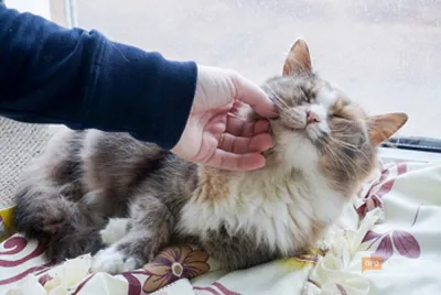 Обработка шва после стерилизации кошки: советы врача в Москве