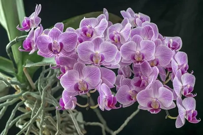 Воздушная орхидея фото