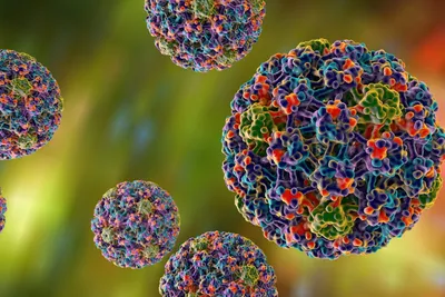 ВПЧ и рак: роль ВПЧ в развитии онкологии, какие виды рака может вызвать ВПЧ,  профилактика заражения ВПЧ и ВПЧ-ассоциированного рака
