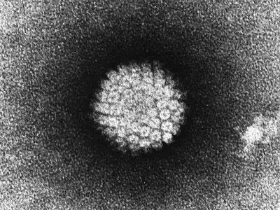 8 мифов о вирусе папилломы человека
