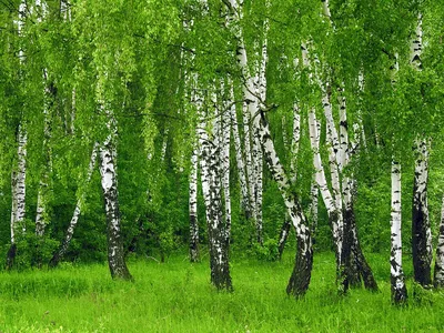 Купить Береза полезная Дооренбос Betula utilis Doorenbos - в питомнике  Флорини