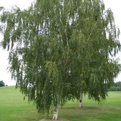 Береза повислая Юнги Betula pendula \"Youngii\" купить в Москве саженцы из  питомника Greenpoint24