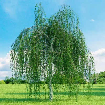 Узелок на рост березы на дереве с деформированными деревянными волокнами.  Болезни деревьев. Стоковое Фото - изображение насчитывающей дефект,  двухчленной: 214511356