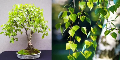 Что угрожает лиственным деревьям: болезни и вредители | Азбука огородника |  Дзен