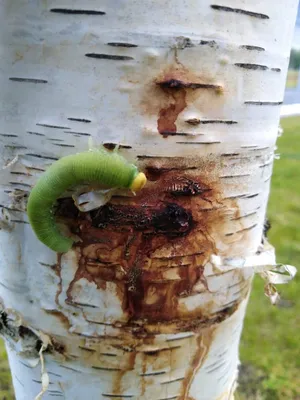 Береза повислая (Betula pendula) - купить в СПб с доставкой