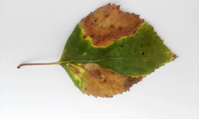 Дерево березы листьев крытое с вредителями гусениц Стоковое Изображение -  изображение насчитывающей съешьте, бабочка: 191229377