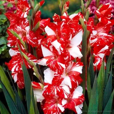 Гладиолус Кокетка Коллекция © Лазаревич Тамары mirgladiolus.ru МИР  ГЛАДИОЛУСОВ