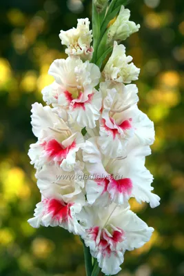 Гладиолус крупноцветковый «Айвори Присцилла»