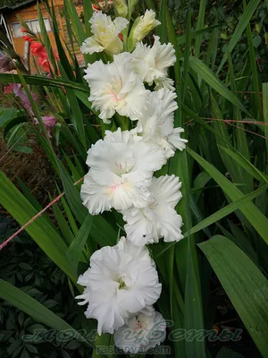 Гладиолус Клавдия mirgladiolus.ru © Лазаревич Тамара МИР ГЛАДИОЛУСОВ