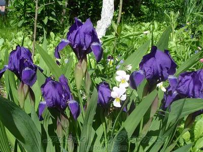 Ирис бородатый карликовый - Iris pumila - фото - выращивание и уход,  посадка, размножение, болезни и вредители, описание - 🌷 Мои цветы