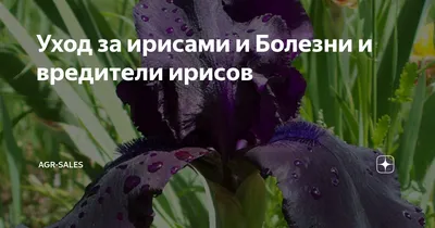 Уход за ирисами и Болезни и вредители ирисов | ➡️агровикипедия,  энциклопедия агро и сельское хозяйство | Дзен