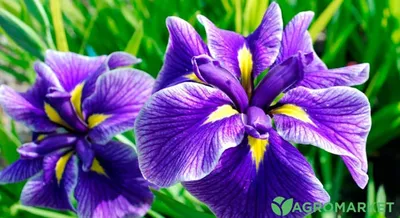 Купить Ирис германский Iris germanica - в питомнике Флорини