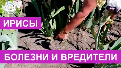 Ирисы. Болезни и вредители ирисов. - YouTube