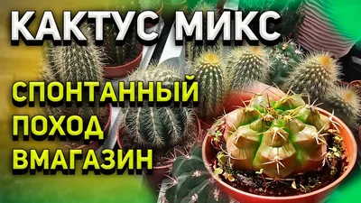 Кактусовая омела • Виктория Шляховая • Научная картинка дня на «Элементах»  • Ботаника