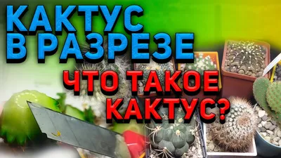 Вредители кактусов - Страница 2 - Форум цветоводов Фрау Флора