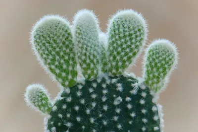 Эхинокактус грузони (Echinocactus grusonii) | Клумба - интернет магазин  цветов в Туле