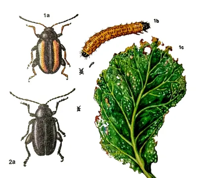 Вредители капусты и борьба с ними фото