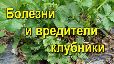 Болезни и вредители клубники. Весенняя обработка клубники. - YouTube