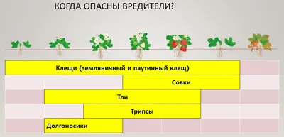 Вредители клубники: как распознать и бороться с ними