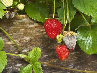 Андреева Юля - 🍓ЭФФЕКТИВНЫЙ НАСТОЙ ПРОТИВ ВРЕДИТЕЛЕЙ ДЛЯ КЛУБНИКИ🍓 Во  время плодоношения клубники, не все знают, как защитить ее от вредителей (  паутинный клещ и тд). 🚿Для этого используются отвары и настои