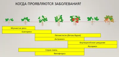 Вредители клубники — Дока Дома - Опыт строительства дома своими руками