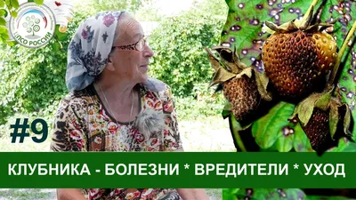 Нематоды, или что делать, если клубника плохо растет?