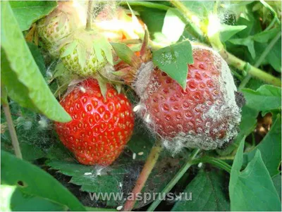 🍓САМЫЕ ОПАСНЫЕ БОЛЕЗНИ КЛУБНИКИ. Диагностика, профилактика и лечение  клубники - YouTube