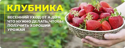 Вредители до клубники не доберутся: вот что делают с ягодами опытные  садоводы - Лента новостей Сургута