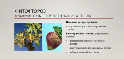 Следы от вредителей, слабый аромат и другие признаки некачественной клубники