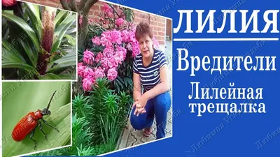 Вредители лилий . Кто объедает листья на лилиях - YouTube