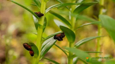 Болезни лилий: лилии болезни и борьба с ними - Agro-Market