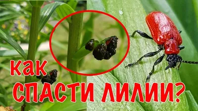 НА ЛИЛИЯХ КРАСНЫЙ ЖУК! Как защитить ЛИЛИИ от вредителей?🕷 - YouTube