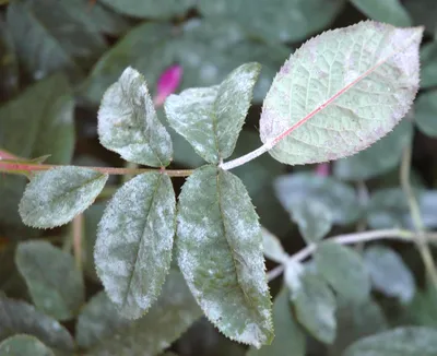 Болезни и вредители лилейных растений: как распознать и устранить | Огород  Мечты | Дзен