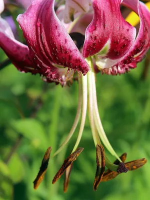 Болезни лилий: признаки поражения и меры борьбы | Интернет-магазин садовых  растений