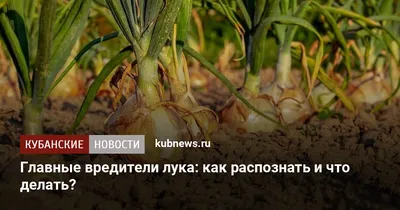 Вредители лука