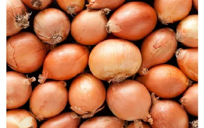 Лук репчатый (Allium cepa) - PictureThis