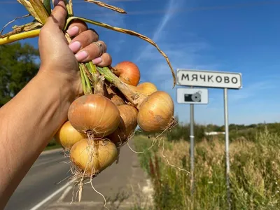 Зеленый лук на подоконнике - «Огород на оконце или на лоджии - это просто и  подходит любому желающему, даже новичку. » | отзывы