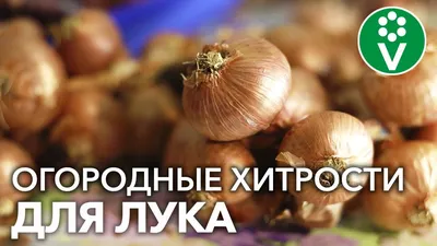 Как вырастить крупные луковицы репчатого лука?