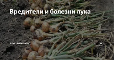 ПОСАДИЛИ ОДНУ ЛУКОВИЦУ, ВЫРОСЛО ДЕСЯТЬ! Эта и другие ХИТРОСТИ выращивания  лука - YouTube