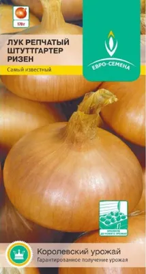 Лук