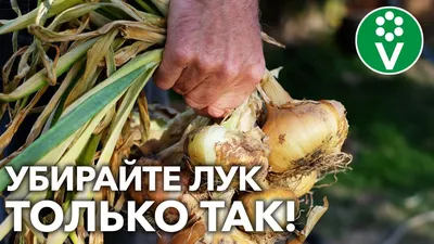 Свердловский Россельхознадзор нашел в луке из Чувашии хищных клещей