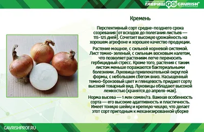 Лук репчатый (Allium cepa) - PictureThis