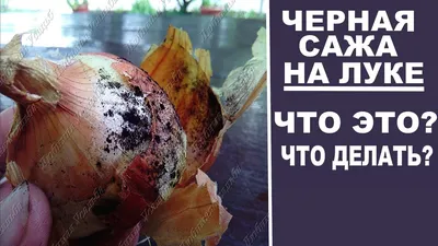 Болезни и вредители лука | \"СЕМЕНА-БАЗА.РФ\" интернет-магазин в Волгограде