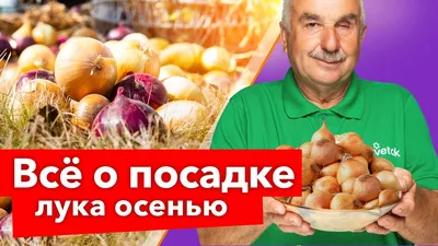 Лук репчатый из семян “Дедуля” — урожай за один год
